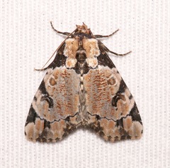 Stibaera thyatiroides