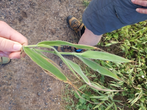Panicum torridum observed 2025-02-23