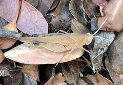 Tomonotus ferruginosus