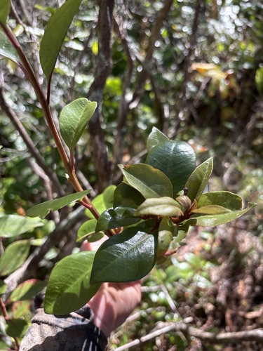 Lysimachia kalalauensis observed 2025-02-19
