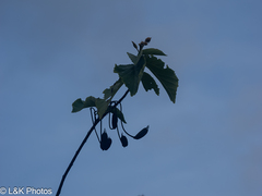 Helicteres carthagenensis, photograph lallen, CC0, iNaturalist via GBIF