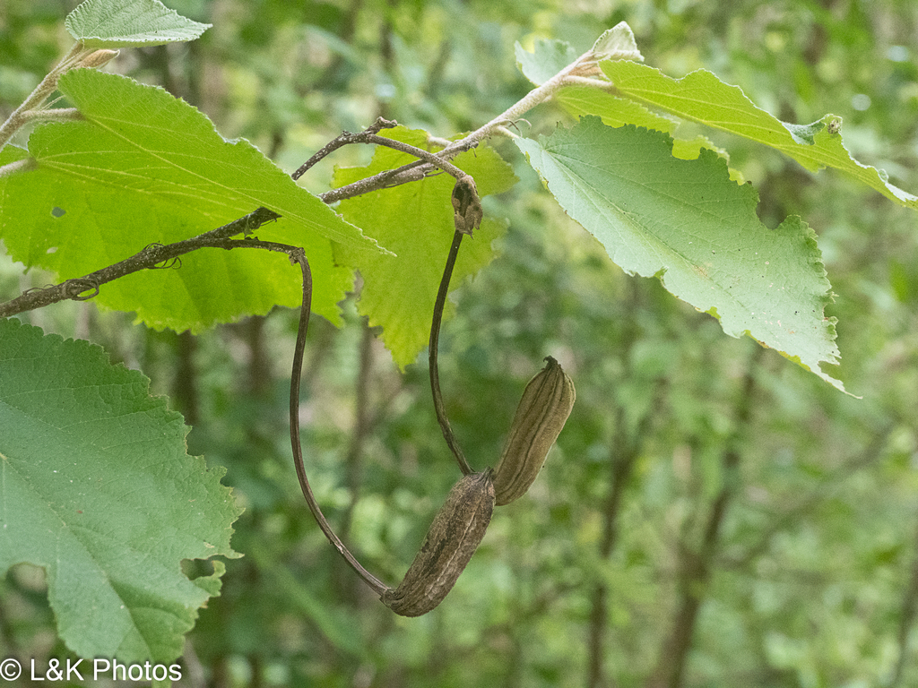 Helicteres carthagenensis; photograph lallen, CC0, iNaturalist via GBIF