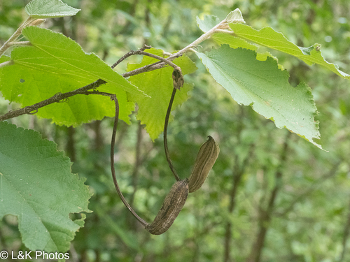 Helicteres carthagenensis