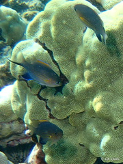 Pycnochromis vanderbilti