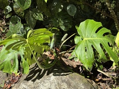 Monstera tacanaensis, photograph chrisdt, CC BY, iNaturalist via GBIF