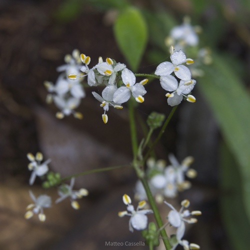 Callisia multiflora, photograph 1