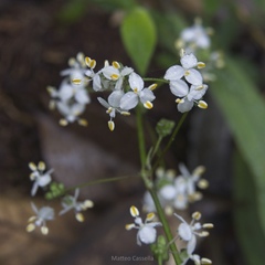 Callisia multiflora, photograph (c) Matteo Cassella, some rights reserved (CC BY-SA)