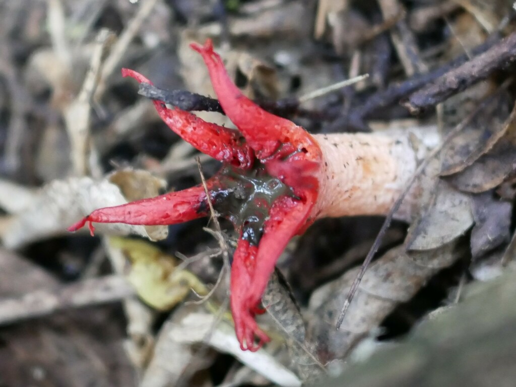 Aseroe rubra · February 2025 · photo: © alice_shanks (iNaturalist, cc-by)
