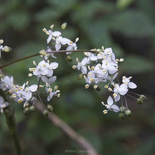 Callisia multiflora