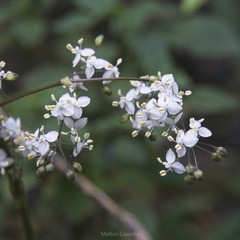 Callisia multiflora