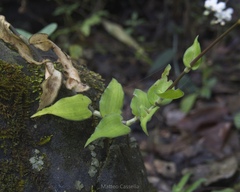 Callisia multiflora, photograph (c) Matteo Cassella, some rights reserved (CC BY-SA)