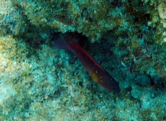Labracinus cyclophthalmus