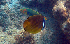 Chaetodon auripes