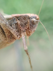 Platycleis intermedia