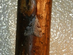 Aplocera praeformata