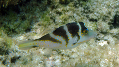 Canthigaster axiologus