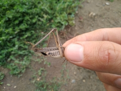 Platycleis intermedia