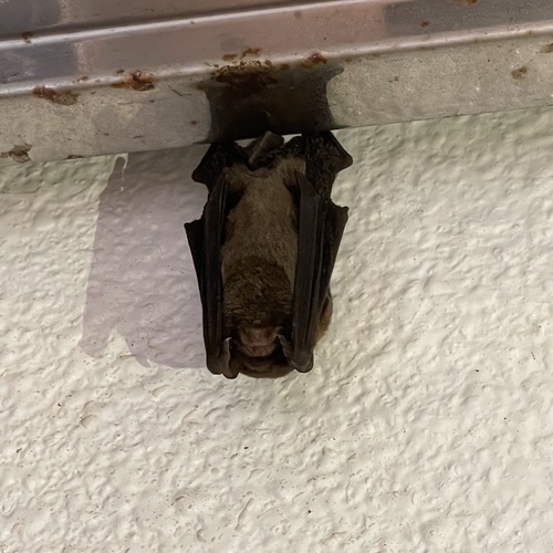 Southeast Asian Long-fingered Bat (Miniopterus fuscus) — Endangered Mammalia