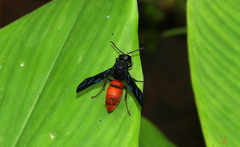 Anterhynchium abdominale