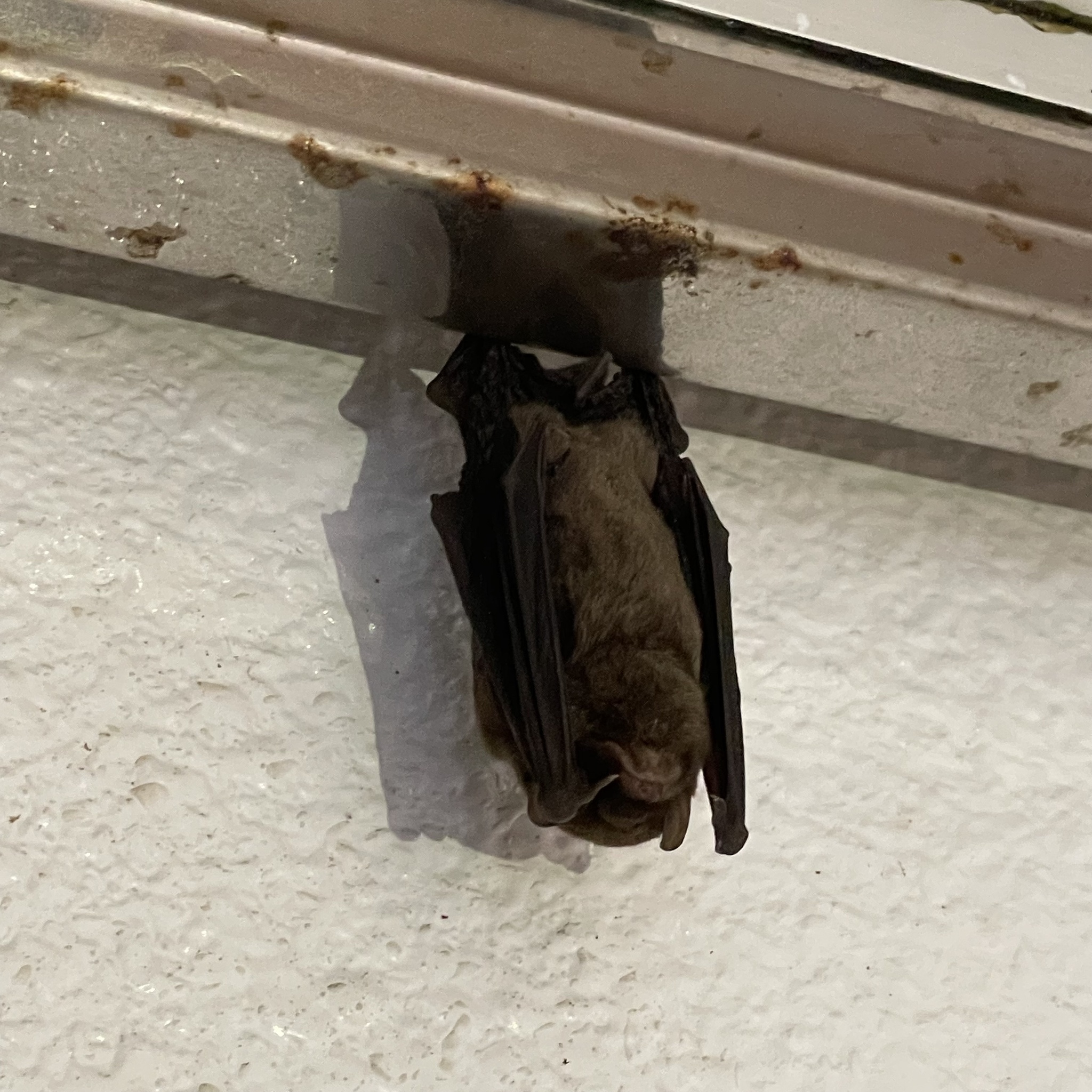 Southeast Asian Long-Fingered Bat photo 3