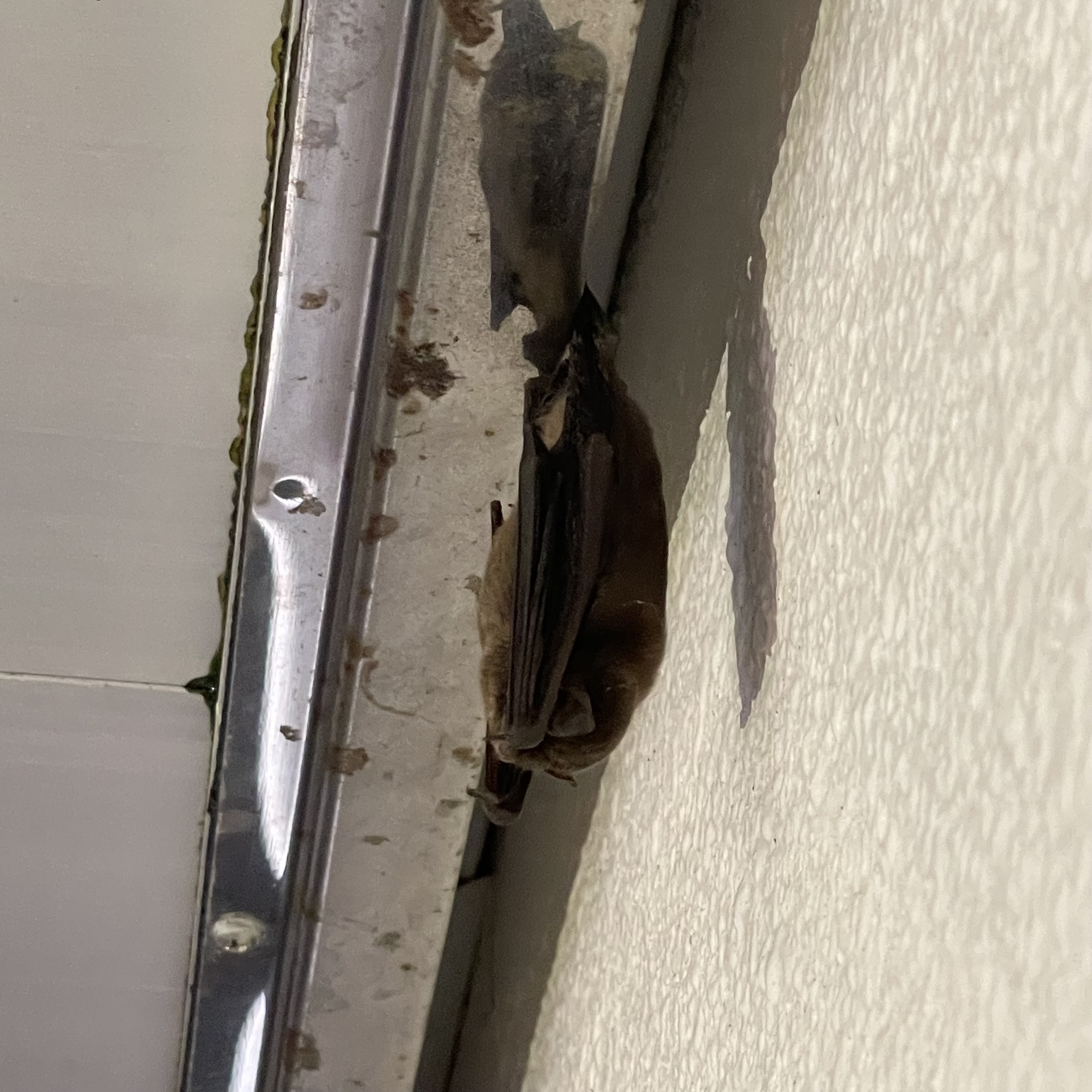 Southeast Asian Long-Fingered Bat photo 4