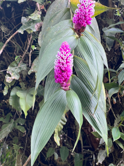 Elleanthus robustus