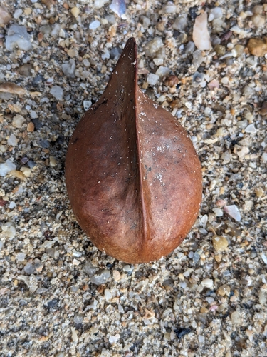 Image of Heritiera littoralis by no rights reserved
