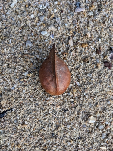 Heritiera littoralis