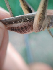 Platycleis intermedia