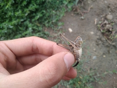 Platycleis intermedia