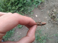 Platycleis intermedia