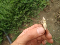 Platycleis intermedia