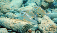 Parupeneus ciliatus