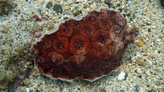 Dendrodoris carbunculosa