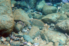 Siganus spinus