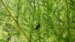 Scolia erythrocephala