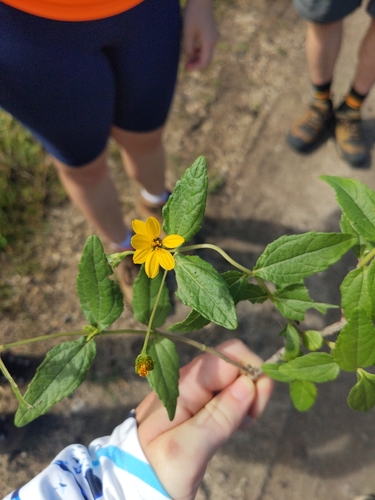 Lipochaeta lobata observed 2025-02-23