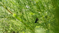 Scolia erythrocephala