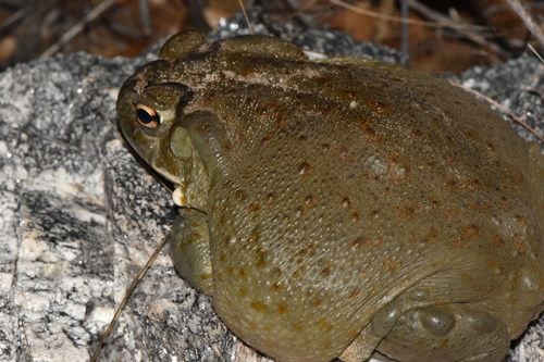 Sonoran Desert Toad