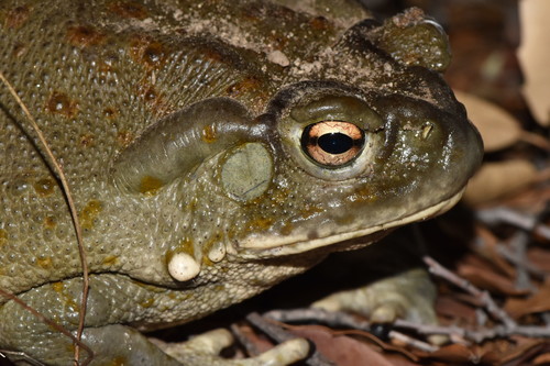 Sonoran Desert Toad