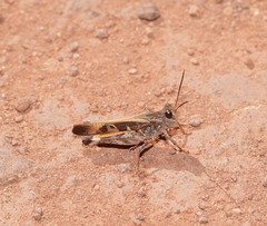 Oedaleus australis