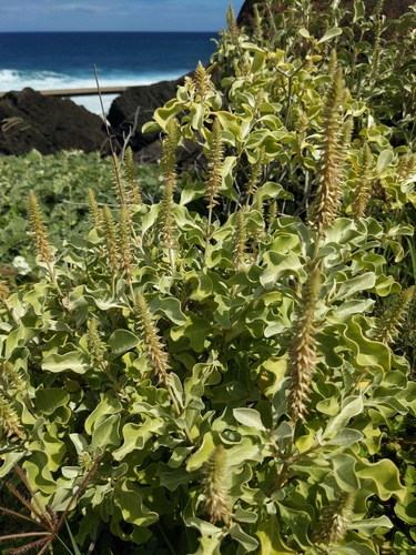 Achyranthes splendens observed 2025-02-23