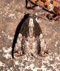 Bryolymnia anthracitaria