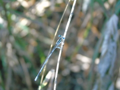 Platycnemis pennipes