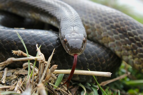 Prairie Kingsnake (Lampropeltis calligaster), a species recorded in Missouri
