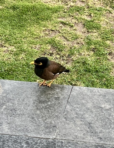 Acridotheres tristis