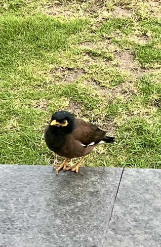 Acridotheres tristis