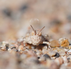 Sphingonotus erythropterus