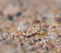 Sphingonotus erythropterus
