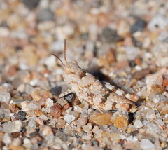Sphingonotus erythropterus